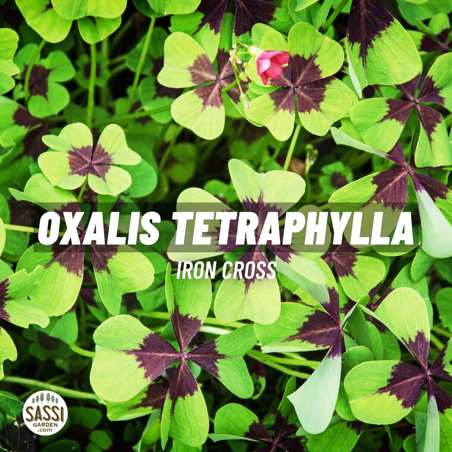 Oxalis tetraphylla “Iron Cross - vaso Ø10,5 cm Oxalis quadrifoglio fortunato
