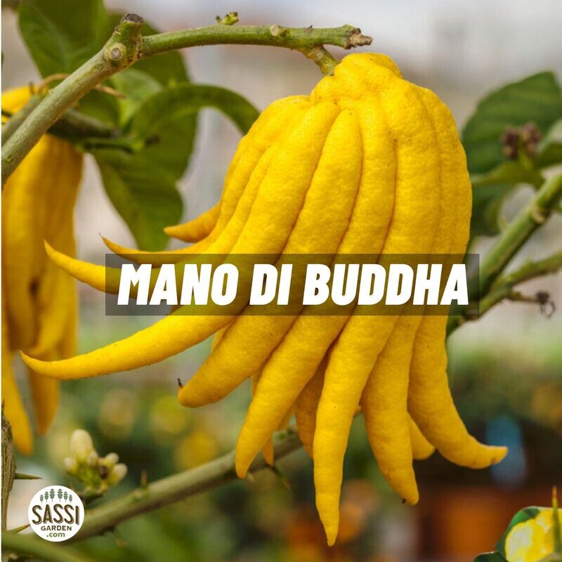 Cedro Mano di Buddha, Citrus medica var. sarcodactylus - vaso Ø21 cm NO FRUTTO ORA