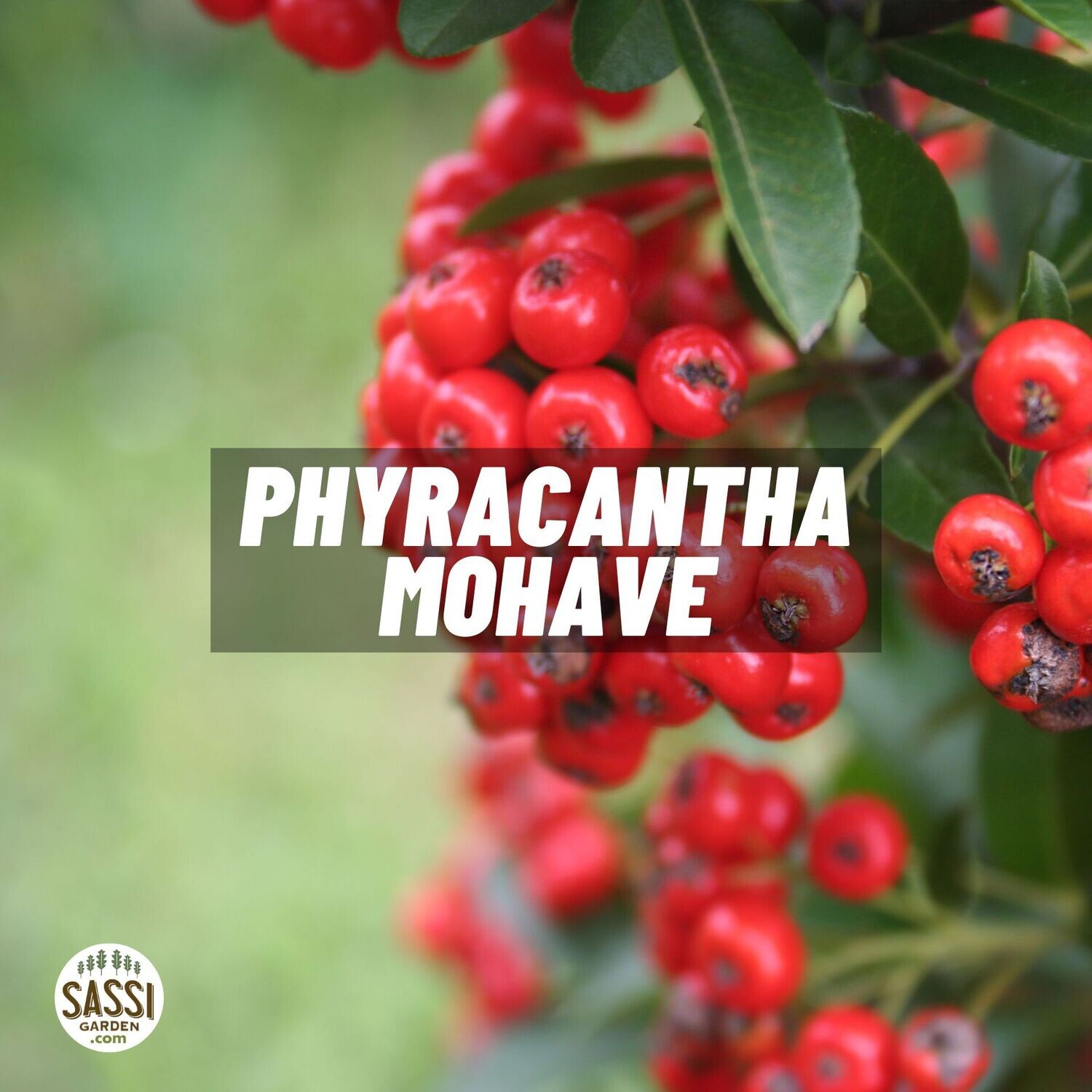 Phiracantha Mohave Pyracantha Pyracantha bacca rossa v24 h 140