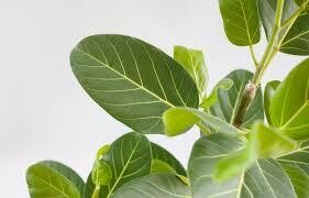 Ficus benghalensis ' Audrey ' - Ficus Audrey - vaso 17
