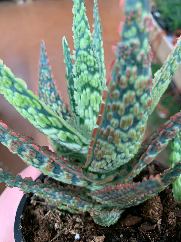 Aloe Croco Gem Orange - vaso Ø10.5 cm