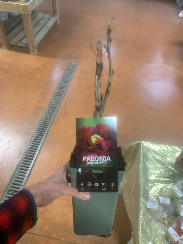 Peonia Paeonia Suffruticosa arborea, arbustiva - vaso Ø19 cm COLORE ROSSO VINACCIA