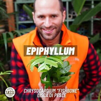 Epiphyllum chrysocardium  - Epiphyllum lisca di pesce - Epiphyllum dorato - vaso ⌀ 12 cm