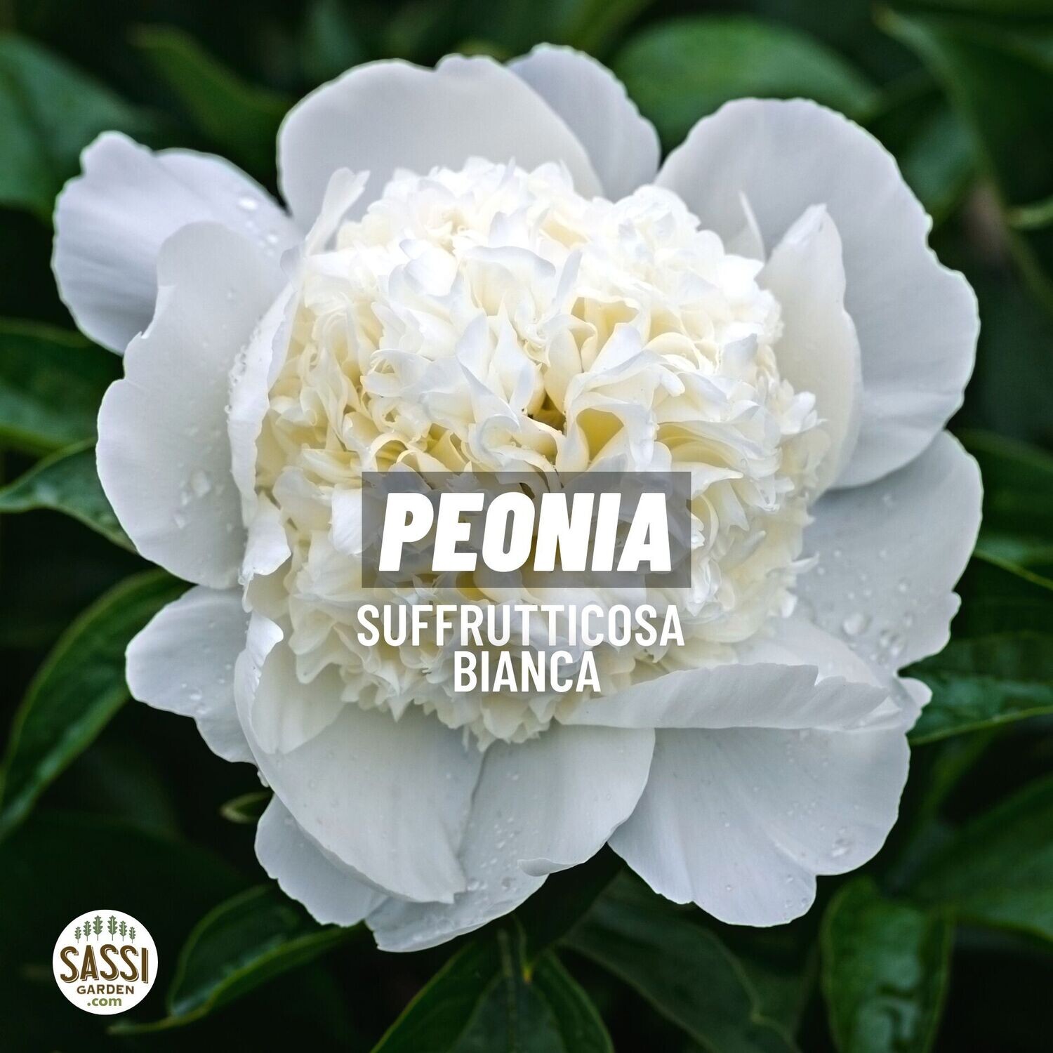 Paeonia suffruticosa, Peonia arborea, arbustiva - vaso Ø17 cm COLORE BIANCO