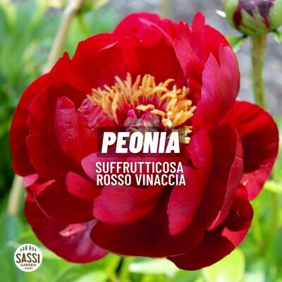 Peonia Paeonia Suffruticosa Arborea vaso 17 COLORE ROSSO VINACCIA