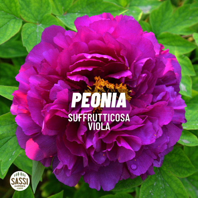 Peonia Paeonia Suffruticosa arborea, arbustiva - vaso Ø19 cm COLORE VIOLA