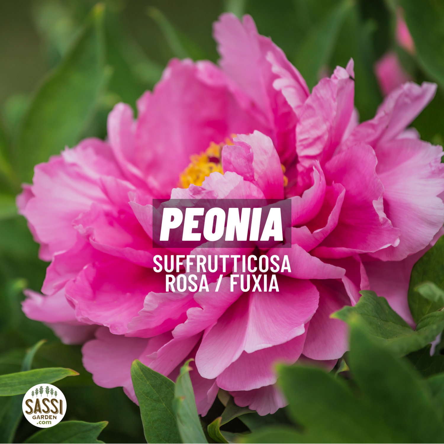 Peonia Paeonia Suffruticosa Arborea vaso 17 COLORE ROSA CARICO FUXIA