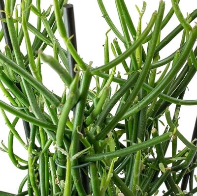 Euphorbia tirucalli, Albero delle Matite - vaso Ø6 cm