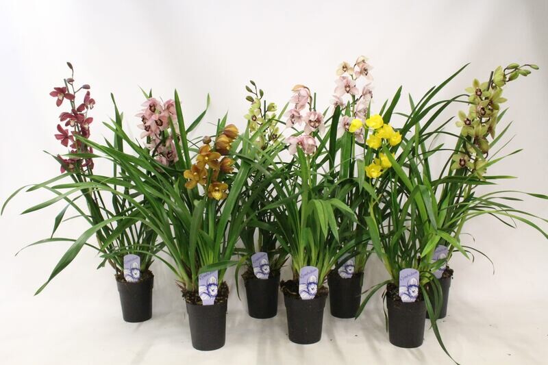 Orchidea Cymbidium - vaso Ø14 cm (2-3 ramo fiorito)