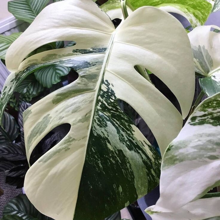 Monstera Deliciosa &#39;Albo Variegata&#39; - vaso Ø21 cm, h 70 cm