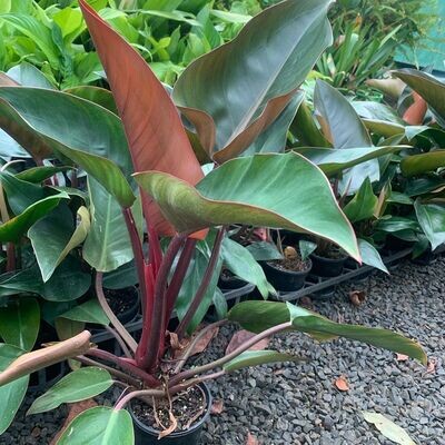 Philodendron " Rojo congo "  - Filodendro - vaso 10