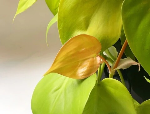 Philodendron Neon - Scindapsus aureus 'Neon', Pothos Neon, Epipremnum Neon - vaso Ø8,5cm