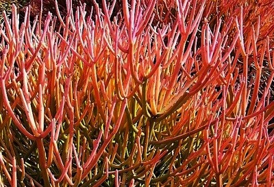 Euphorbia tirucalli &#39;Sticks on Fire&#39; - Albero delle Matite - Euphorbia Stramineus - Euforbia - vaso Ø13 cm