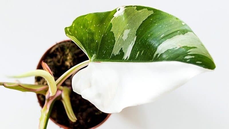 Philodendron Erubescens 'White Princess', Filodendro - vaso Ø6 cm