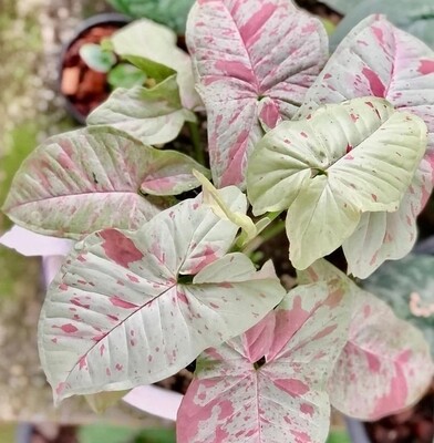 Syngonium Podophyllum &#39;Milk Confetti&#39; - vaso Ø12 cm