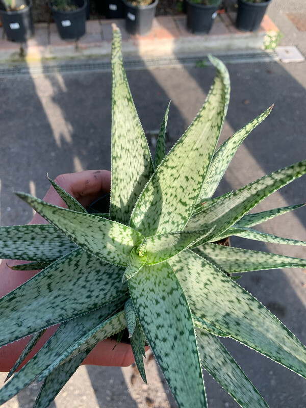 Aloe Lotus Silver - vaso Ø12 cm