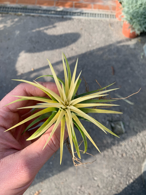 Tillandsia Ionantha Gialla