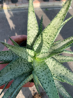 Aloe Lotus Silver - vaso Ø12 cm