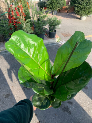 Ficus Lyrata - vaso Ø17 cm, h 70 cm