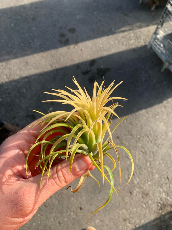 Tillandsia Ionantha Gialla