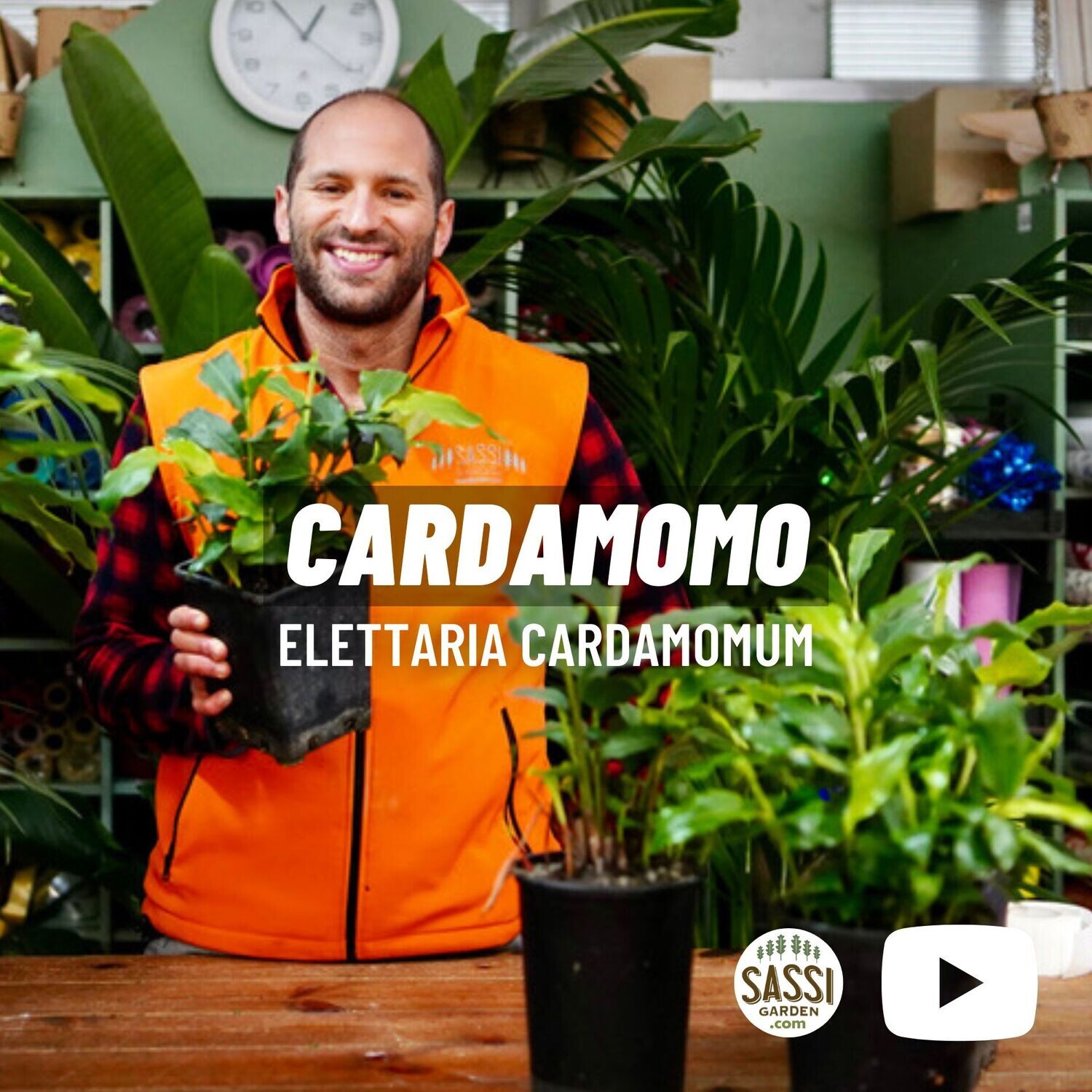 Cardamomo – Elettaria cardamomum vaso 2 litri