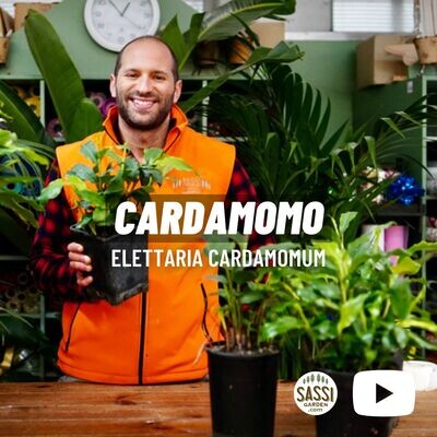 Cardamomo – Elettaria cardamomum vaso 12