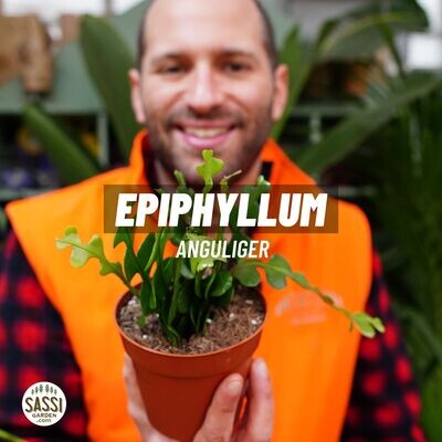 Epiphyllum anguliger -  - vaso ⌀ 12 cm