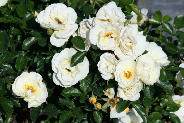 Rosa Paesaggistica, Rose Paesaggistiche Meilland Ivory Drift® - vaso 1,5 litri