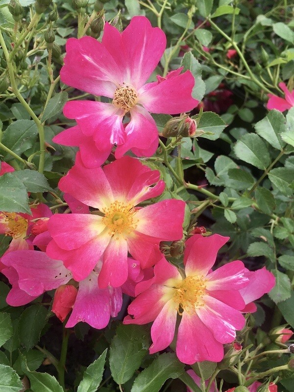Rosa Rose, Paesaggistiche, Pink Drift® - Vaso 1,5 litri