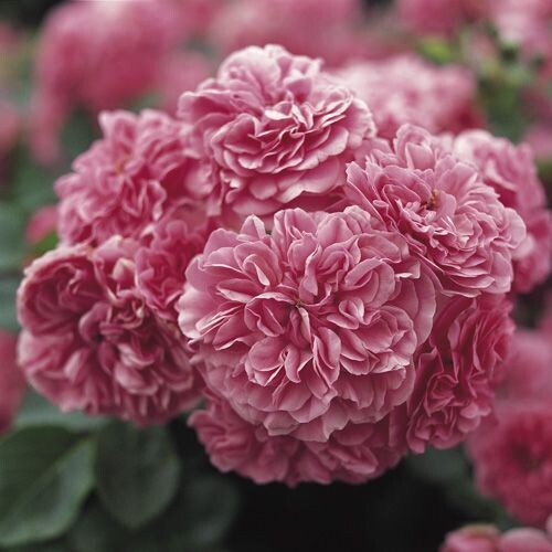 Rosa Paesaggistica, Rose Paesaggistiche Meilland les quatre saisons® -vaso 3 litri