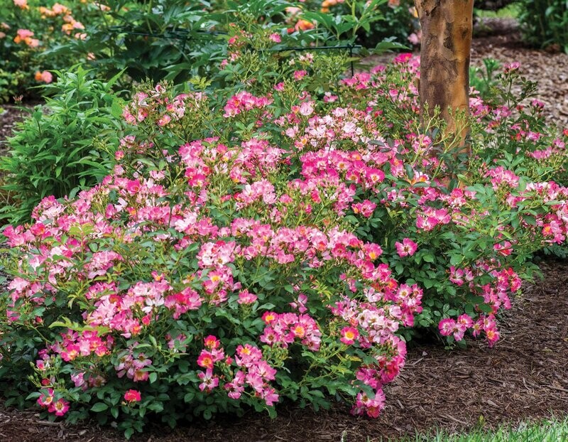 Rosa Rose, Paesaggistiche, Pink Drift® - Vaso 1,5 litri