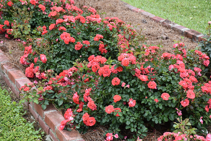 Rosa Rose, Paesaggistiche, Coral Drift® - Vaso 1,5 litri