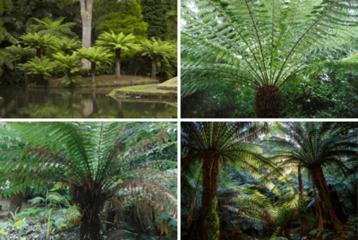 Dicksonia antarctica, Felce di Tasmania - vaso Ø13 cm