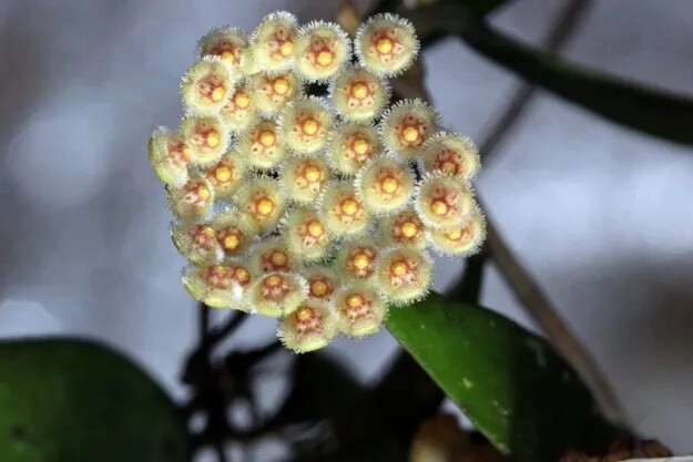 HOYA  Parviflora Splash 13 cm Fiore di Cera Archetto
