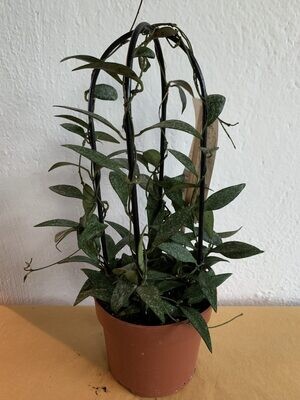 Hoya parviflora 'Splash', Fiore di Cera - vaso Ø13 cm