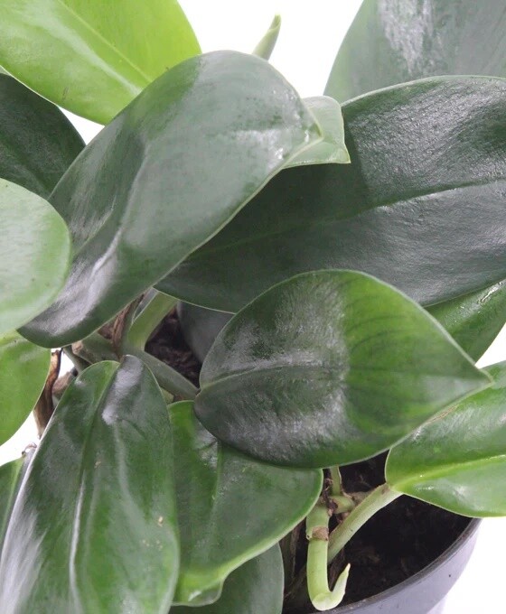 Rhaphidophora hongkongensis - vaso Ø15 cm