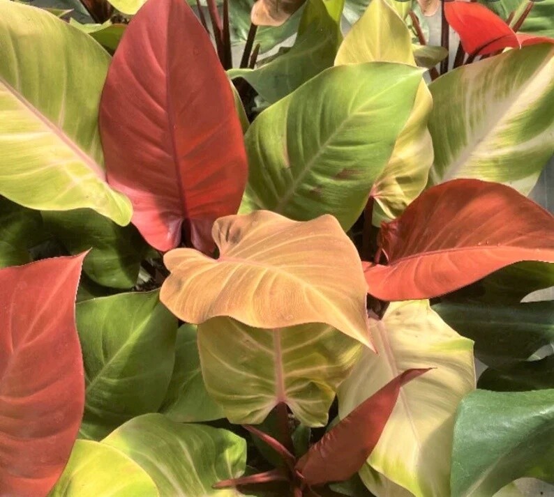 Philodendron &#39;Red Sun&#39;, Filodendro - vaso Ø11 cm