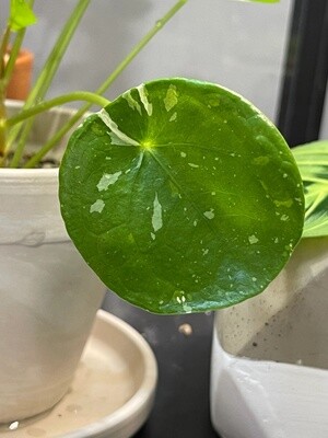 Pilea peperomioides 'White splash' , pianta delle monete - vaso Ø13 cm Pilea peperomioides 'White splash' , pianta delle monete - vaso Ø13 cm