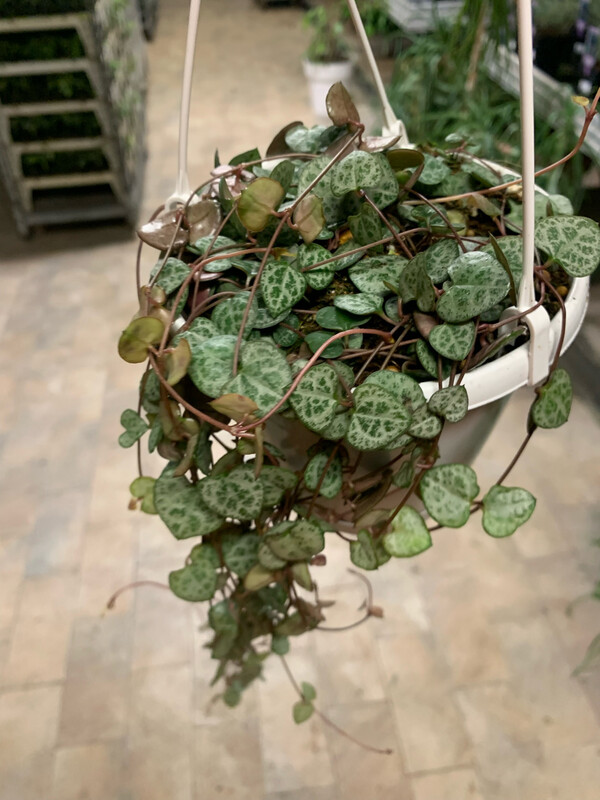 Ceropegia Woodii, Collana di Cuori, String of Hearts, Collana d&#39;Amore - basket Ø14 cm