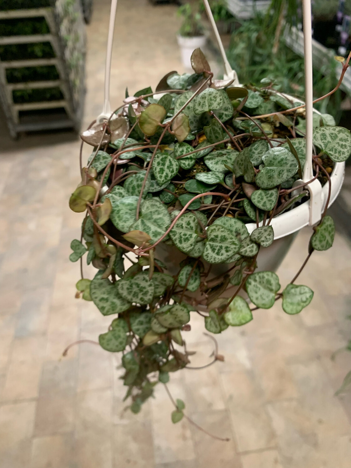 Ceropegia Woodii, Collana di Cuori, String of Hearts, Collana d&#39;Amore - basket Ø14 cm