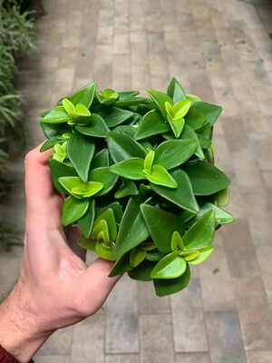 Peperomia Caperata 'Amigo Marcello' - vaso Ø10.5 cm