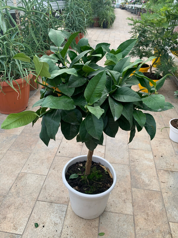 Bergamotto, Citrus Bergamia - vaso Ø21 cm