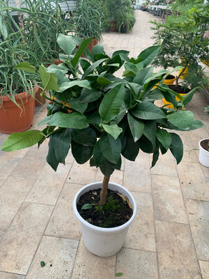 Bergamotto. Citrus Bergamia v21