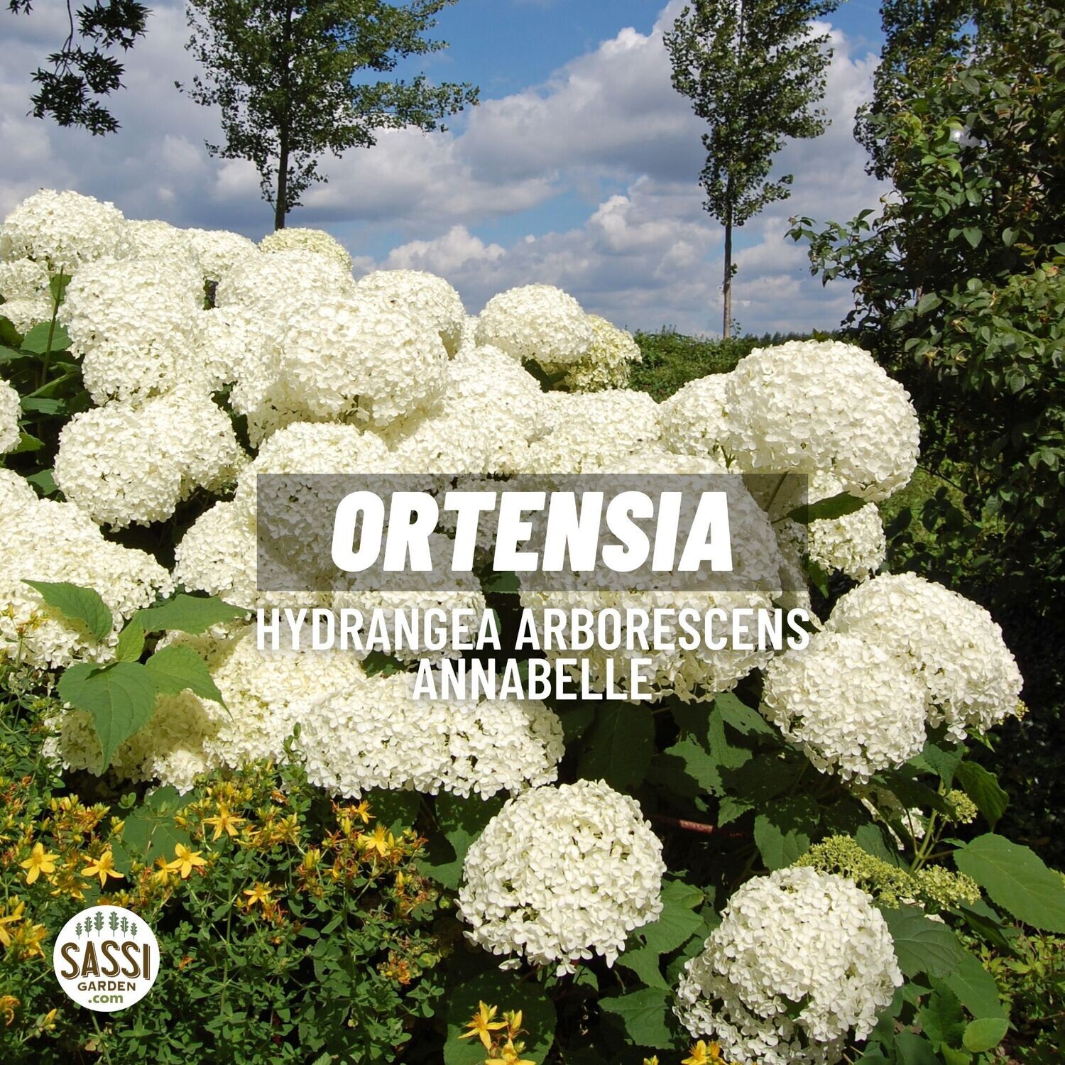 Hydrangea Ortensia Annabelle vaso 19 cm. Si adatta anche al sole.
