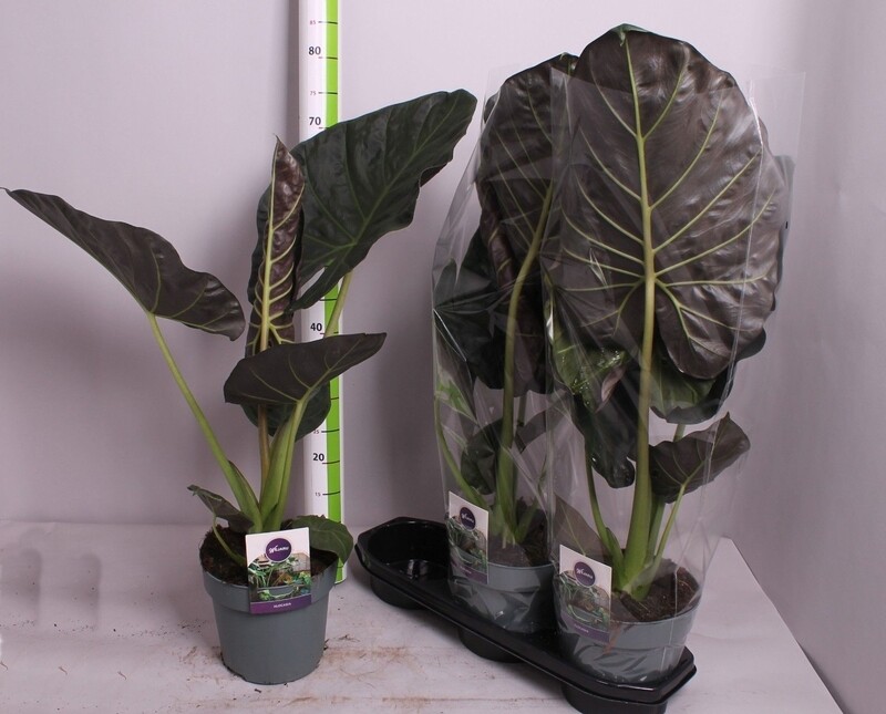 Alocasia &#39;Regal Shields&#39; - vaso Ø17 cm, h 80 cm