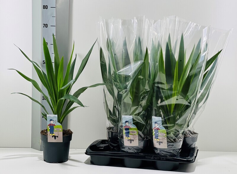 Yucca Elephantipes vaso Ø17 cm 1 tronco punta variegata