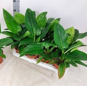 PHILODENDRON Imperial Green vaso 14 h 35 cm
