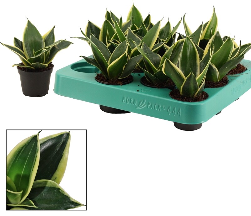 Sansevieria trifasciata &#39;Hahnii Jade Pagoda&#39; - vaso Ø10 cm