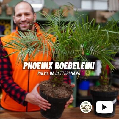 Phoenix roebelenii Robellini Palma dei datteri nana vaso 23