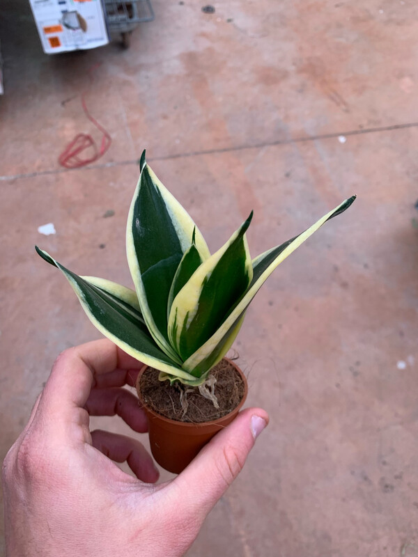 Sansevieria trifasciata &#39;Hahnii Jade Pagoda&#39; - vaso Ø6 cm